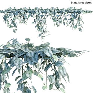 Scindapsus pictus - Satin Pothos 3D