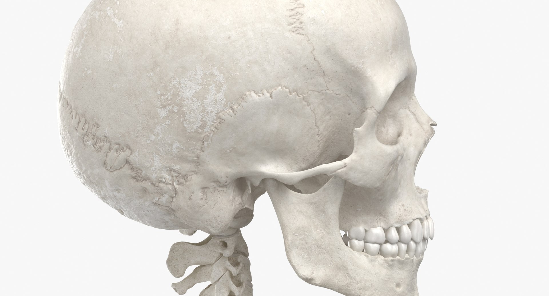 3D real human rib cage model https://p.turbosquid.com/ts-thumb/bN/KTQCf1/0Z/thumbnail_0010/jpg/1616660256/1920x1080/fit_q87/eb76b1dbd686e70bf1f219e3790c2d35cc3d6ac5/thumbnail_0010.jpg