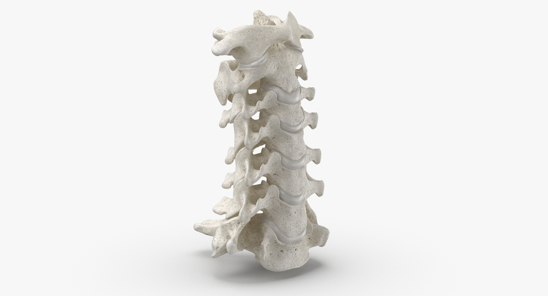 3D real human rib cage model https://p.turbosquid.com/ts-thumb/bN/KTQCf1/1uf8rcQa/0020/jpg/1604648094/1920x1080/turn_fit_q99/4ae3d4d940d4e2ee2f0ece7283f47ec304652fb2/0020-1.jpg
