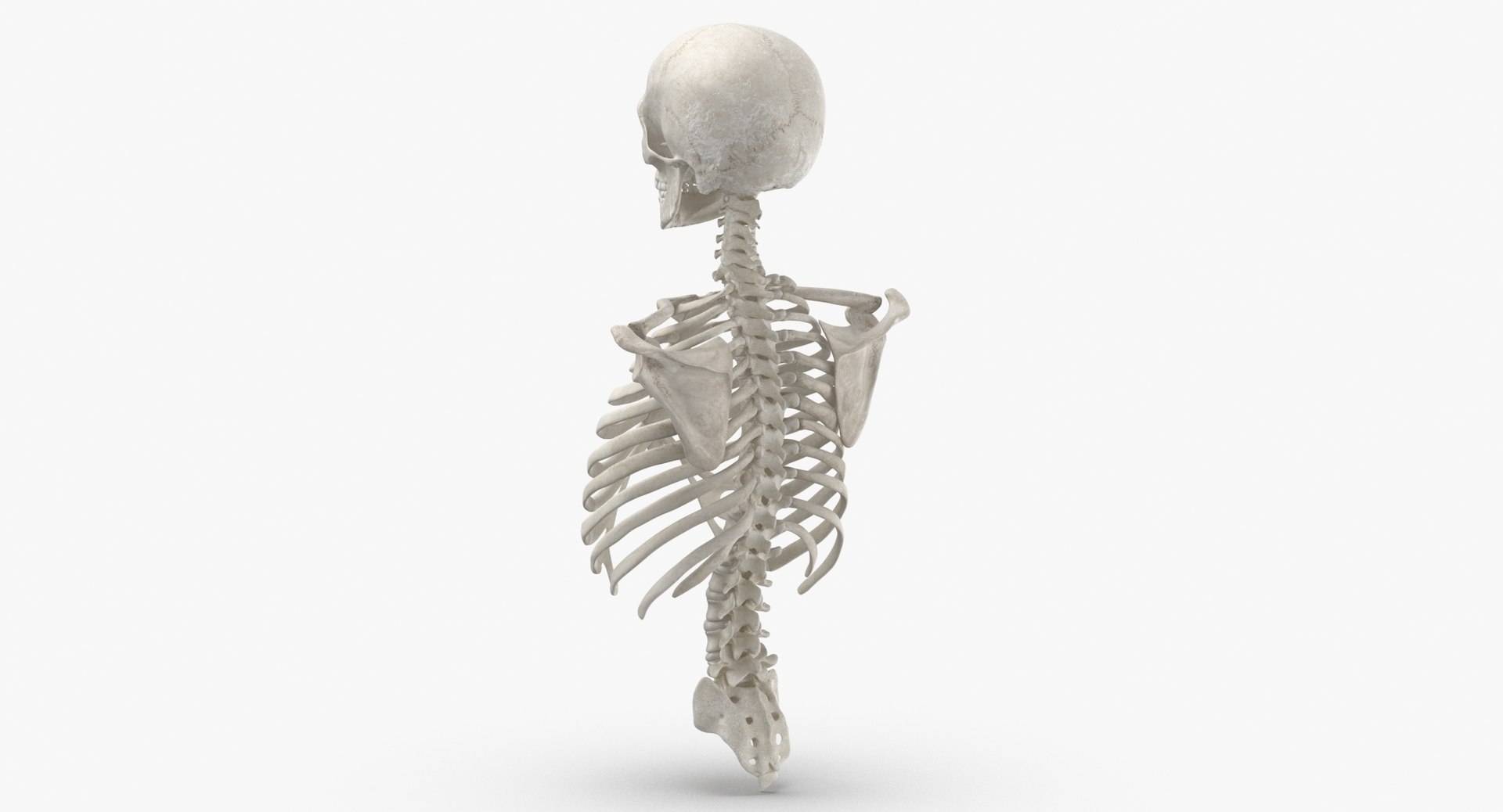 3D real human rib cage model https://p.turbosquid.com/ts-thumb/bN/KTQCf1/Gd/thumbnail_0005/jpg/1616660253/1920x1080/fit_q87/f8cb8af9c2dd8cdab572cb23b1531c21ad4d6b15/thumbnail_0005.jpg