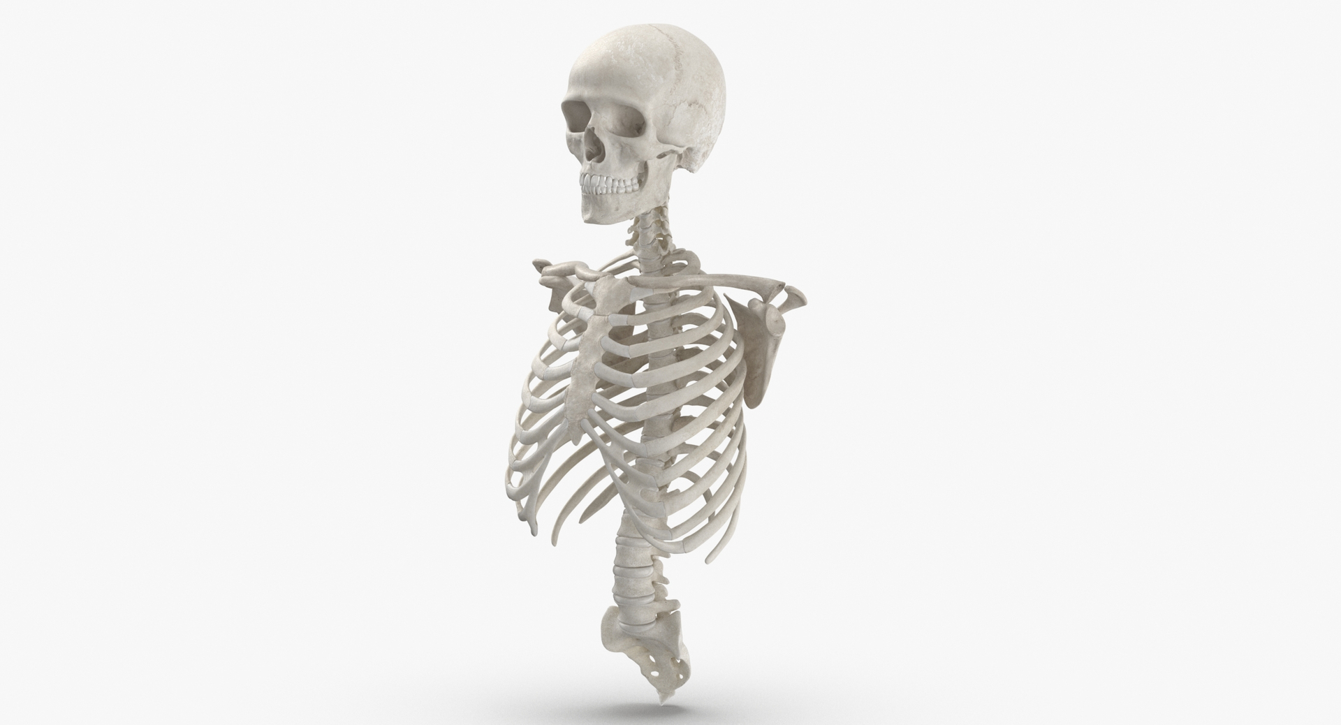 Prawdziwa Ludzka Klatka Piersiowa Kręgosłupa Męskiej Czaszki Anatomia 3592