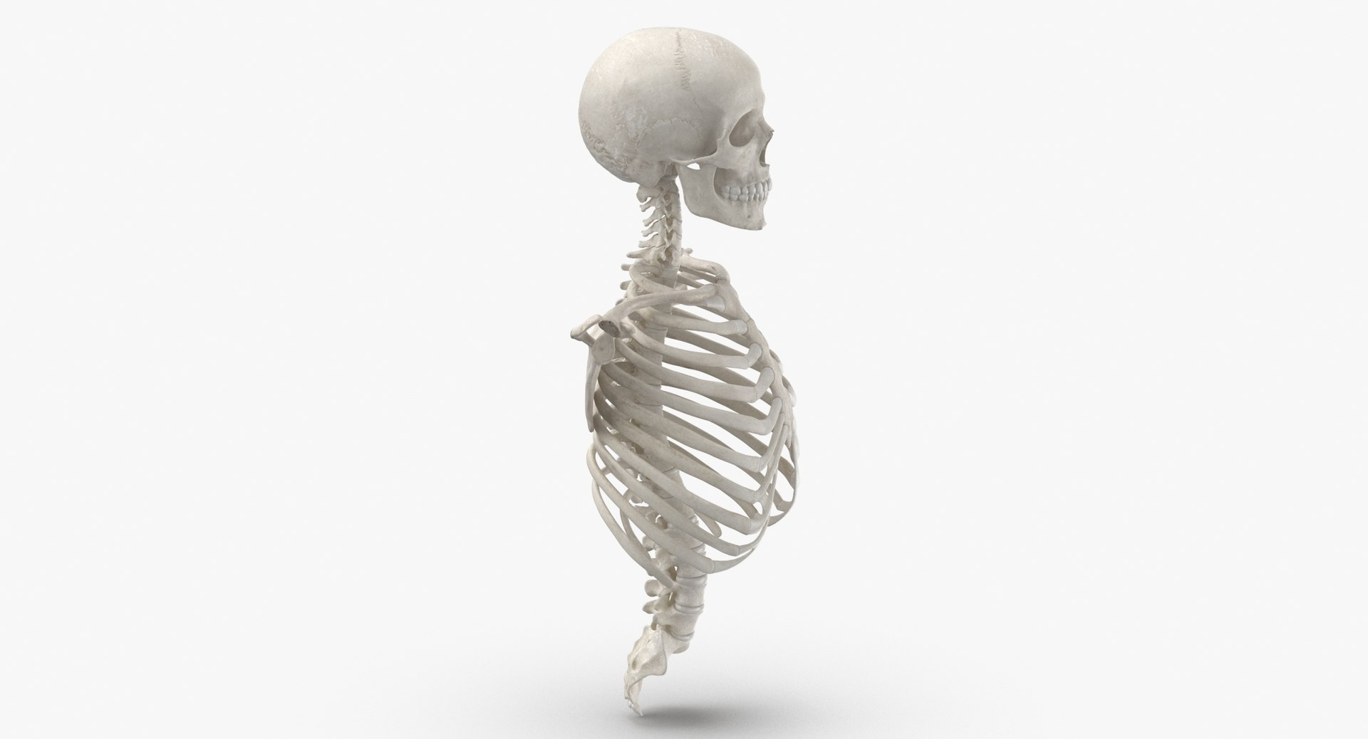 3D real human rib cage model https://p.turbosquid.com/ts-thumb/bN/KTQCf1/Kj/thumbnail_0003/jpg/1616660252/1920x1080/fit_q87/bef4058aac293b6743093f7fa194fd22b76f2c65/thumbnail_0003.jpg