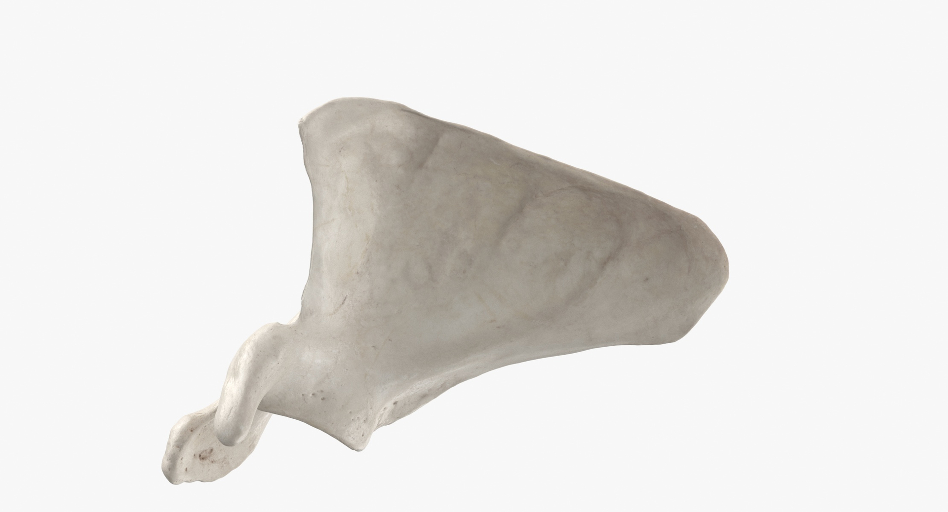 3D real human rib cage model https://p.turbosquid.com/ts-thumb/bN/KTQCf1/UF4wcYri/0000/jpg/1604648237/1920x1080/turn_fit_q99/7545f60a0787b26c75f5c1ed2549e7e9a92ee983/0000-1.jpg