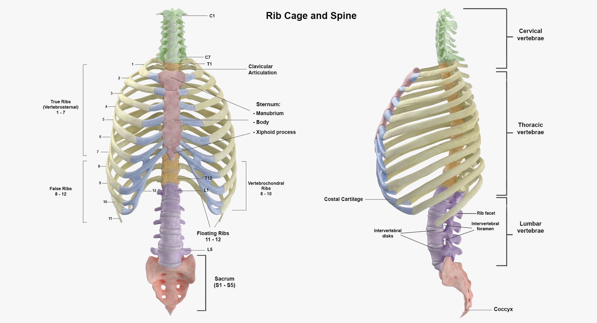 3D real human rib cage model https://p.turbosquid.com/ts-thumb/bN/KTQCf1/aXTkQPu2/full_rib_cage_with_spine_white/jpg/1604647807/1920x1080/fit_q87/d621be3f8bae4b874a4ef783a2fe29bac2d4f9cd/full_rib_cage_with_spine_white.jpg