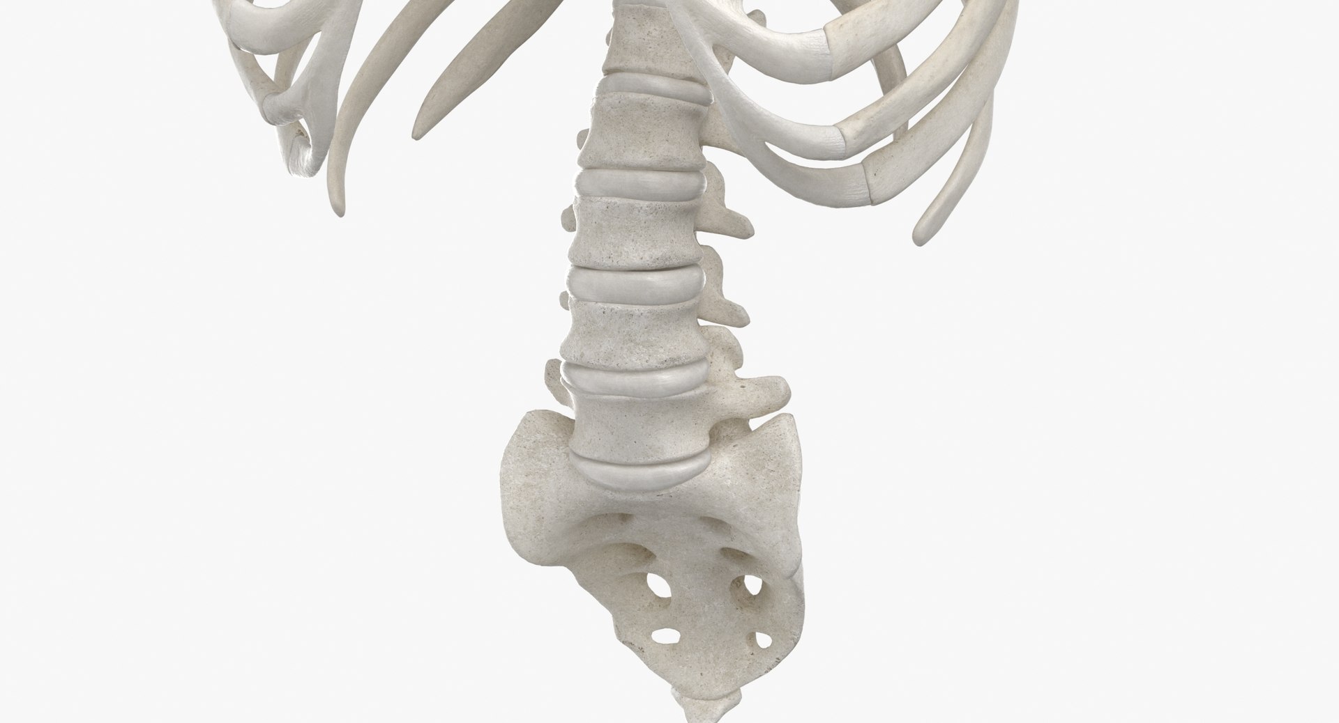 3D real human rib cage model https://p.turbosquid.com/ts-thumb/bN/KTQCf1/gT/thumbnail_0009/jpg/1616660253/1920x1080/fit_q87/7ada7f50a95d0845207f6549c8202bffae4493de/thumbnail_0009.jpg
