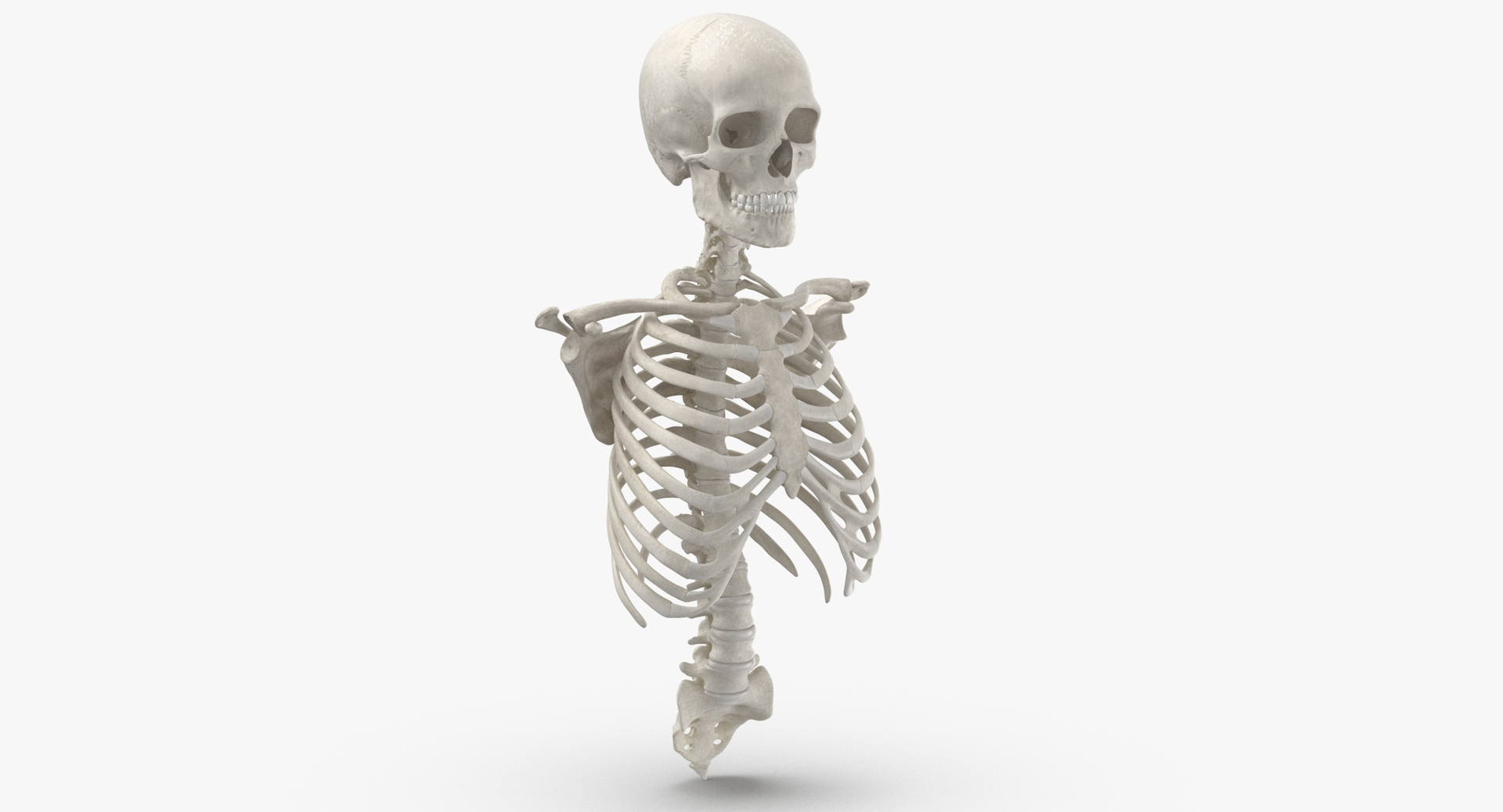 3D real human rib cage model https://p.turbosquid.com/ts-thumb/bN/KTQCf1/ua/0000/jpg/1616660261/1920x1080/turn_fit_q99/a6ff937aa4f66a415b9323c32e1aced50976650c/0000-1.jpg