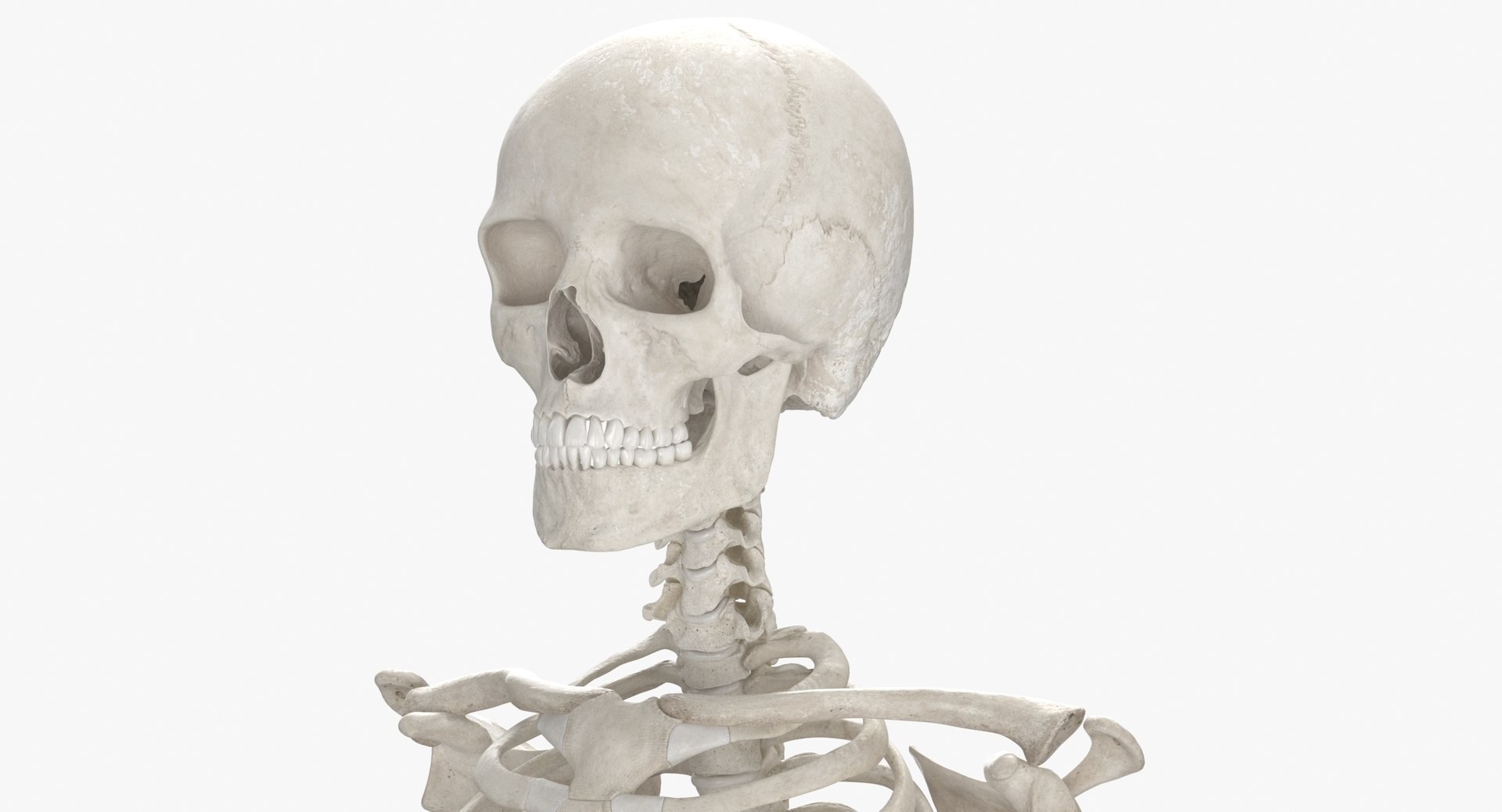 3D real human rib cage model https://p.turbosquid.com/ts-thumb/bN/KTQCf1/xa/thumbnail_0006/jpg/1616660255/1920x1080/fit_q87/8c225c3640e21d8e3fae27f67e7cd7980cd9302e/thumbnail_0006.jpg