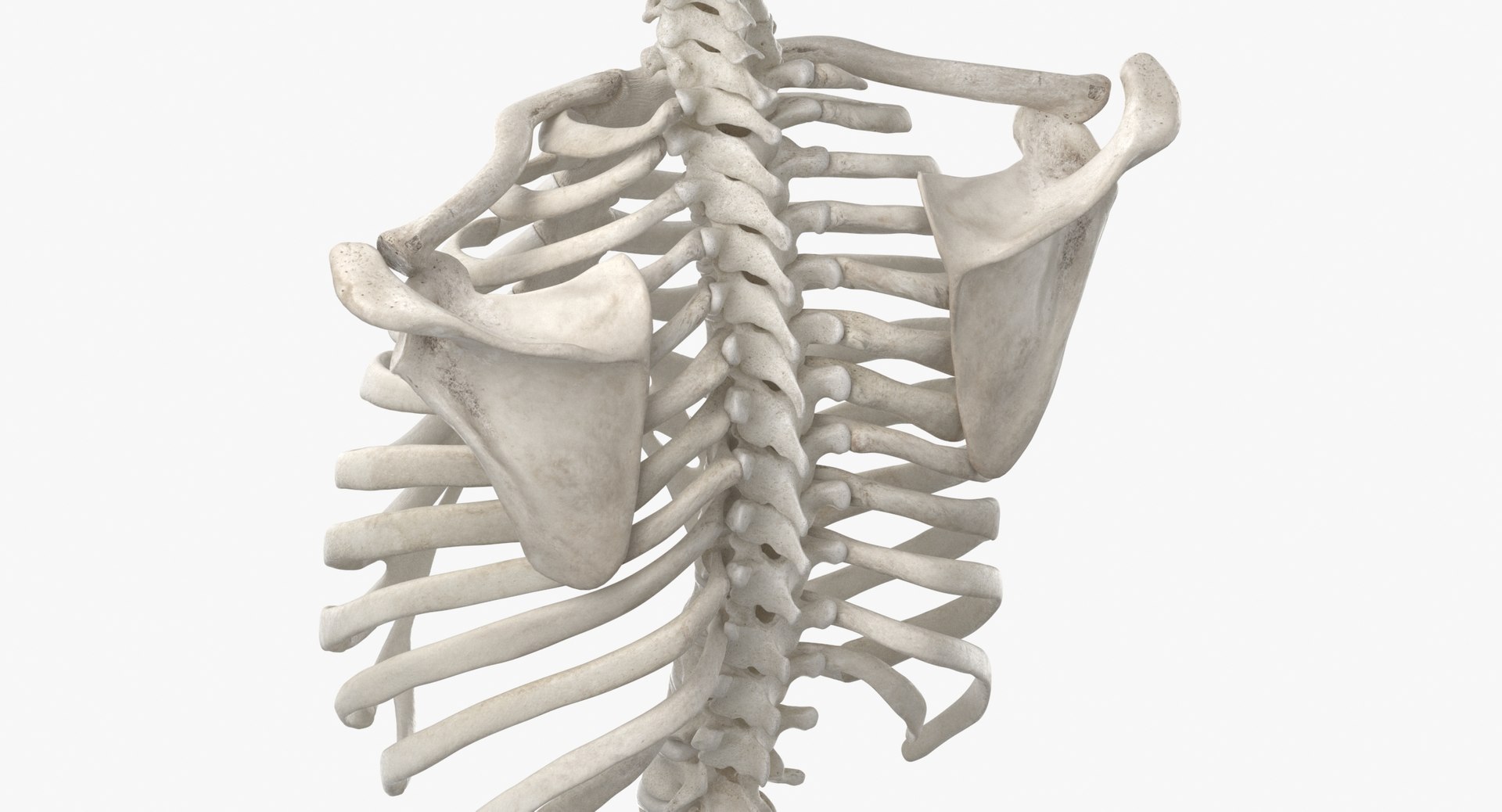3D real human rib cage model https://p.turbosquid.com/ts-thumb/bN/KTQCf1/zP/thumbnail_0007/jpg/1616660255/1920x1080/fit_q87/fc811296a62d7c5e7edc37dd07f6c8516b0f96f7/thumbnail_0007.jpg