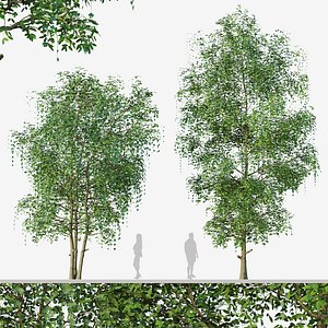 Set of Cyclocarya paliurus or Wheel wingnut Trees
