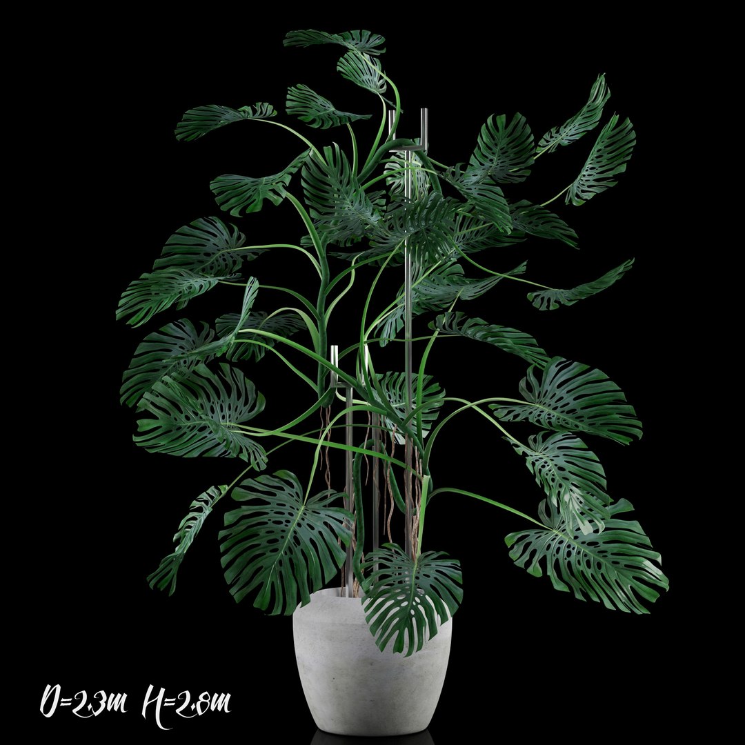 3d model liana monstera https://p.turbosquid.com/ts-thumb/bN/QzF2FA/2vC3h4Mt/1/jpg/1460147664/1920x1080/fit_q87/3e5991c9a6d16747bbdd6446ca55e1d21c7e6310/1.jpg