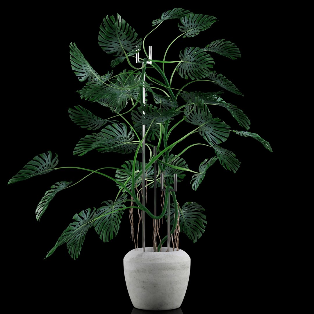 3d model liana monstera https://p.turbosquid.com/ts-thumb/bN/QzF2FA/CocQnxKM/49/jpg/1460147783/1920x1080/fit_q87/884c8c0b35498d31e5db5870a85f2223e51c558f/49.jpg