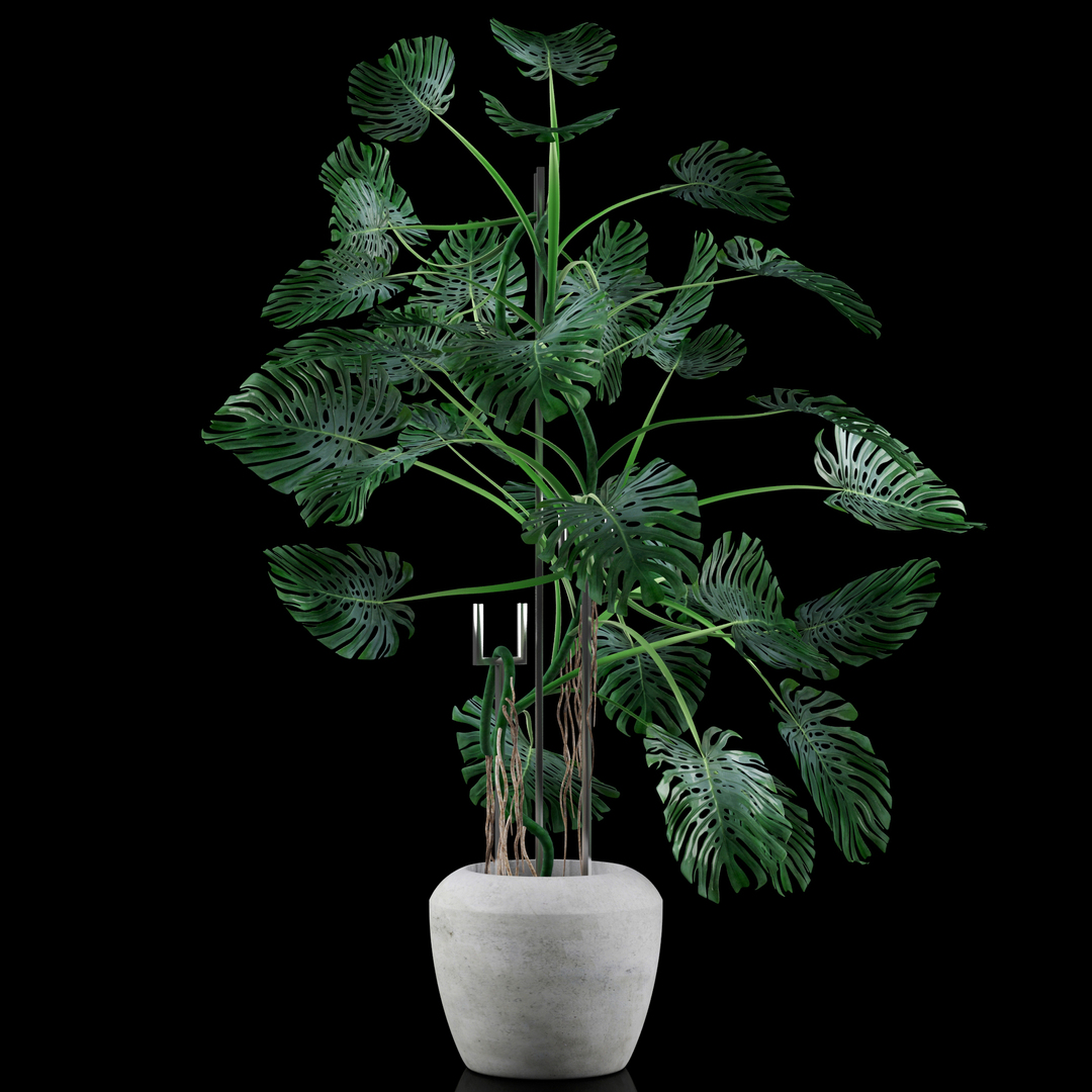 3d model liana monstera https://p.turbosquid.com/ts-thumb/bN/QzF2FA/D8qMfuJk/01/jpg/1460123999/1920x1080/turn_fit_q99/545b0c7f75efe07be093eb82ab6e9841c1da2519/01-1.jpg