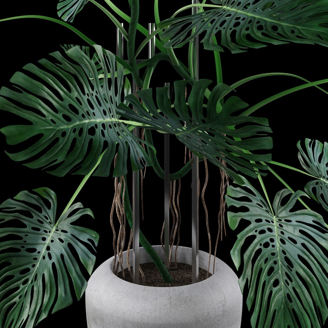 3d model liana monstera https://p.turbosquid.com/ts-thumb/bN/QzF2FA/ckA3pgu6/4/jpg/1460144873/1920x1080/fit_q87/ec511e04398a0585df5ed3b6dade1e733b6e6fed/4.jpg