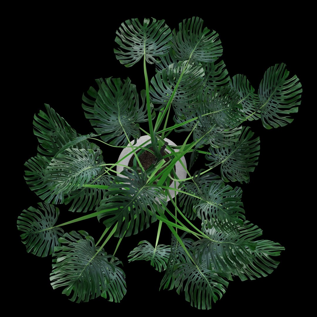 3d model liana monstera https://p.turbosquid.com/ts-thumb/bN/QzF2FA/gJ6Funi8/3/jpg/1460140681/1920x1080/fit_q87/b3643e3394701dddcdfbab3dca0425ad6fc8be25/3.jpg