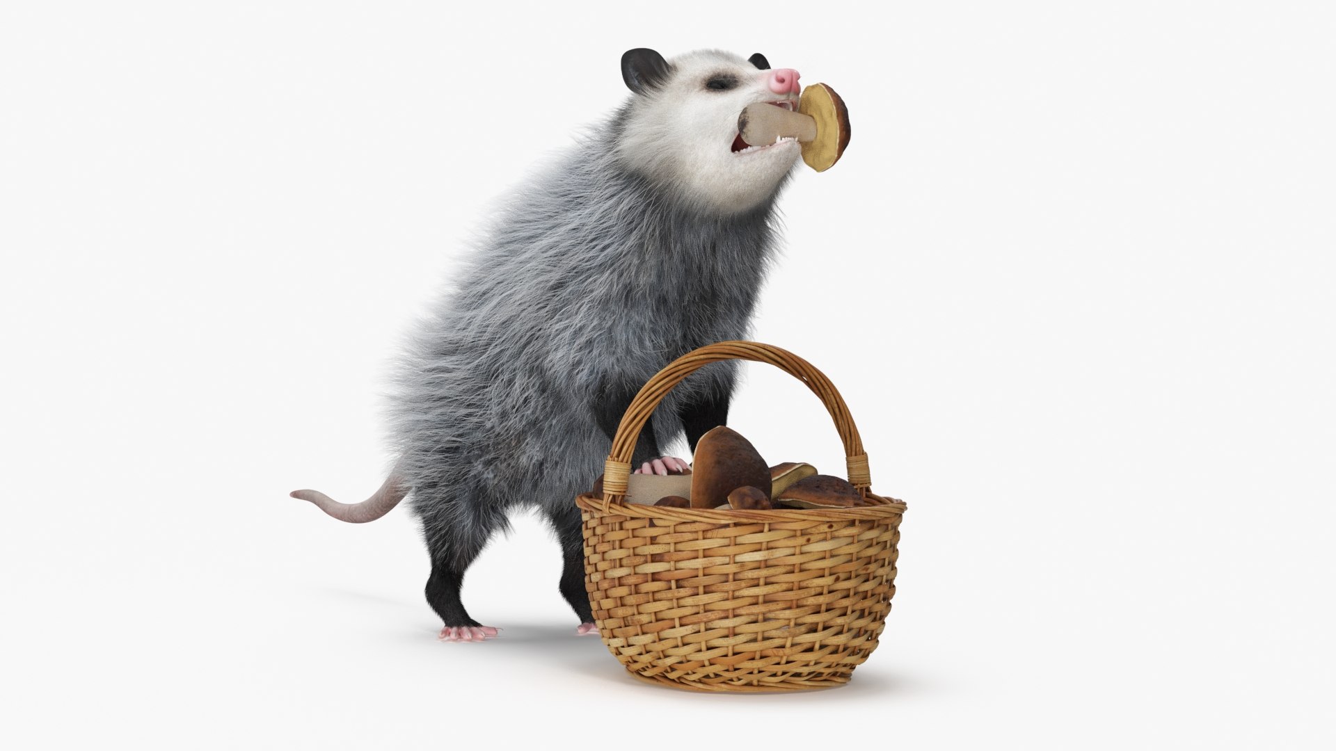 Opossum with Basket Mushrooms Fur 3D model preview