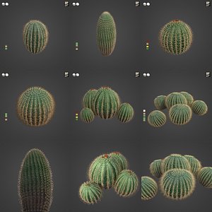 2021 PBR Arizona Barrel Cactus Collection - Ferocactus Wislizenii