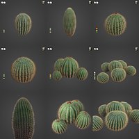 2021 PBR Arizona Barrel Cactus Collection - Ferocactus Wislizenii