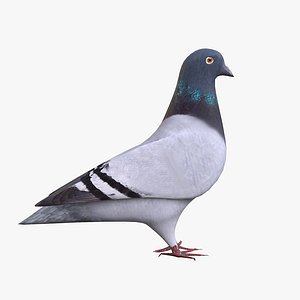 3D pigeon