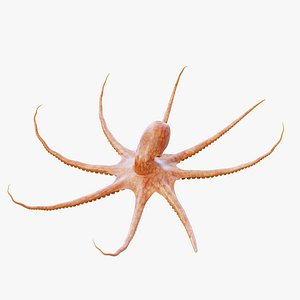 Octopus - Rigged and Animated PBR