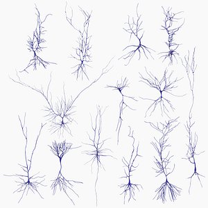 Pyramidal Neurons Set