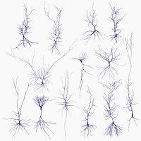 Pyramidal Neurons Set