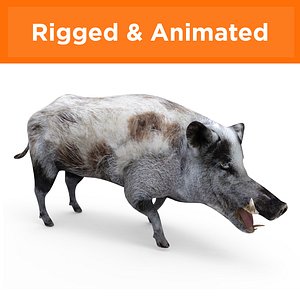 3D wild boar rigged animation model