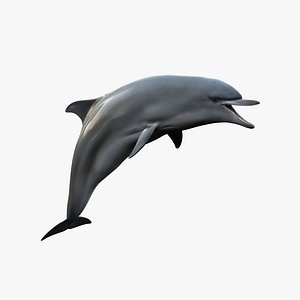 realistic dolphin rig 3d model