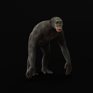 Pygmy Chimpanzee Bonobos Ape model