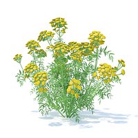 Tansy 3D Model