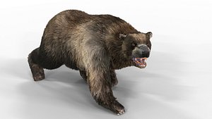 Black Bear Animated Fur
