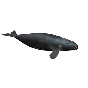 3D southern right whale model