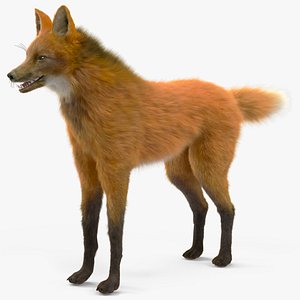 3D Maned Wolf Fur model