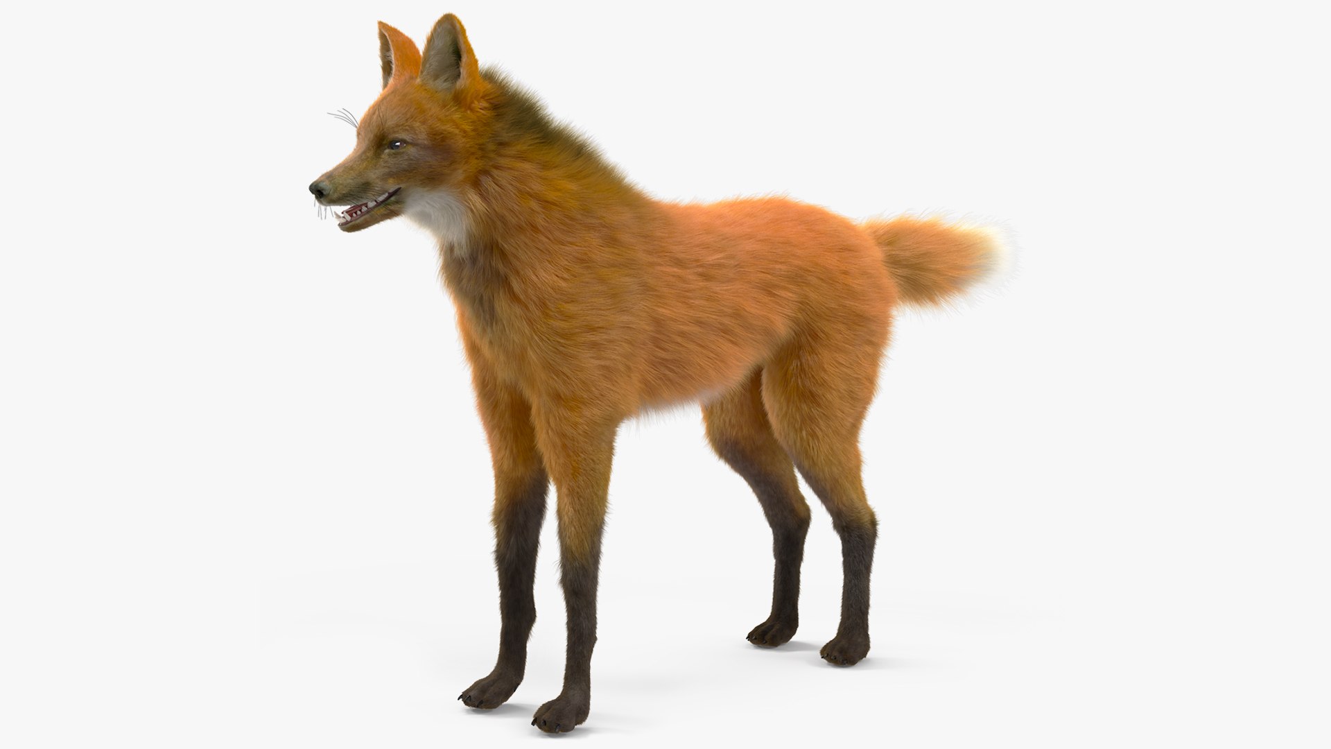 3D Maned Wolf Fur Model - TurboSquid 2198748