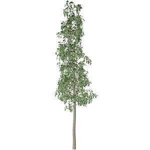 European Aspen Tree - 06 - 3D model