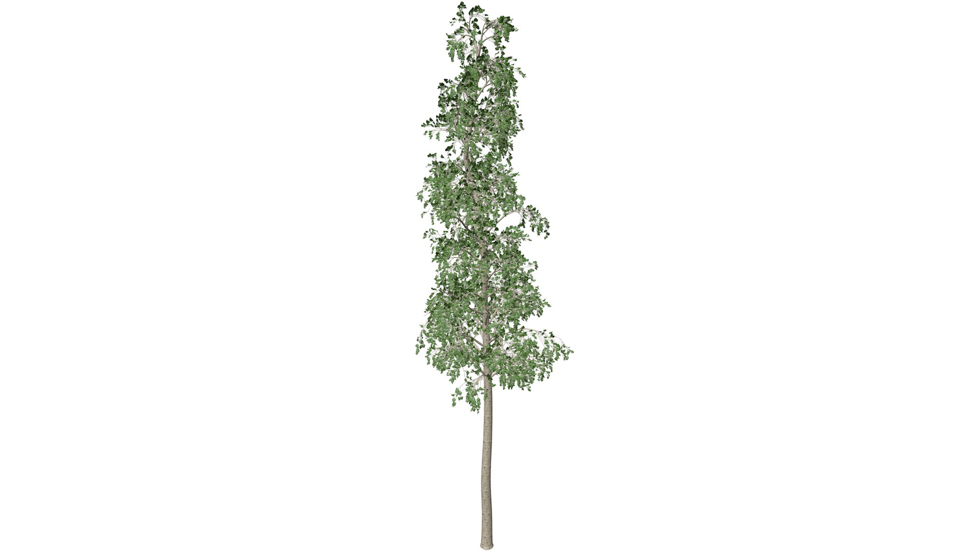 European Aspen Tree Collection 3D model https://p.turbosquid.com/ts-thumb/bO/jMNm9y/Q0/europeanaspen_06_030/png/1785653267/1920x1080/fit_q87/aa4f8042c155af71ef631b4482a20a06858ea78c/europeanaspen_06_030.jpg