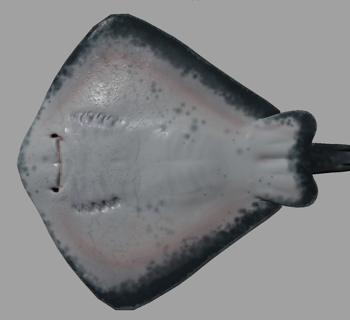 Stingray Customized Rig Sets 3d Model