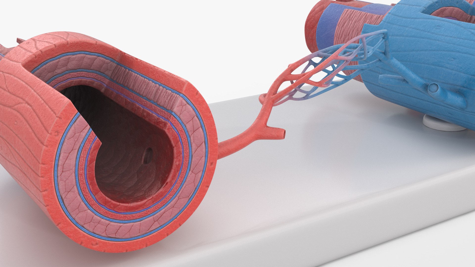 Model of Blood Vessels and Artery in Section 3D model https://p.turbosquid.com/ts-thumb/bO/nqMIDv/6v/model_of_blood_vessels_and_artery_in_section_007/jpg/1744039350/1920x1080/fit_q87/5e6a2bc7963bf1dcf60b10b14451b5c51d3c0a74/model_of_blood_vessels_and_artery_in_section_007.jpg