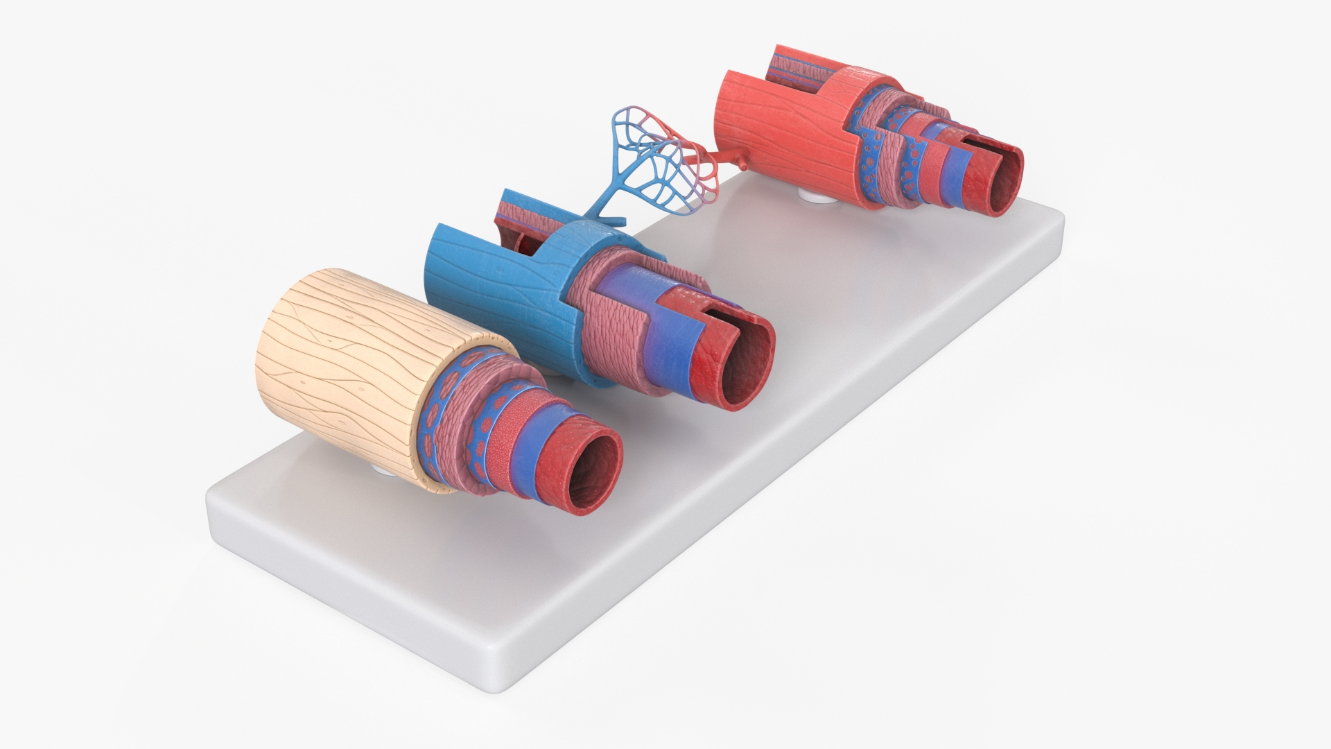 Model of Blood Vessels and Artery in Section 3D model https://p.turbosquid.com/ts-thumb/bO/nqMIDv/83/model_of_blood_vessels_and_artery_in_section_360/jpg/1744039021/1920x1080/turn_fit_q99/10cc2544b278a373ca7596d0a5963e28a2033a50/model_of_blood_vessels_and_artery_in_section_360-1.jpg