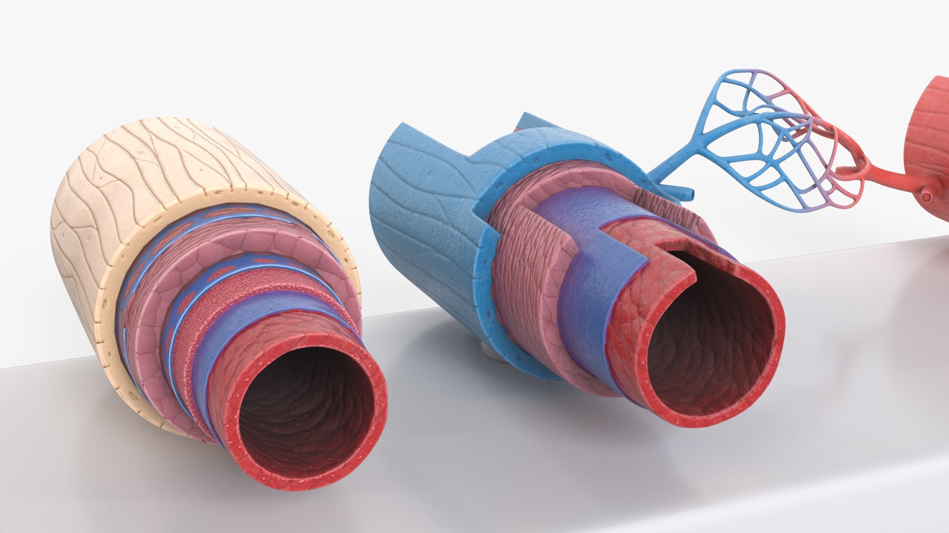 Model of Blood Vessels and Artery in Section 3D model https://p.turbosquid.com/ts-thumb/bO/nqMIDv/MW/model_of_blood_vessels_and_artery_in_section_005/jpg/1744039340/1920x1080/fit_q87/7fe8f33a7cc675a1fed0741b26dcb321749136da/model_of_blood_vessels_and_artery_in_section_005.jpg