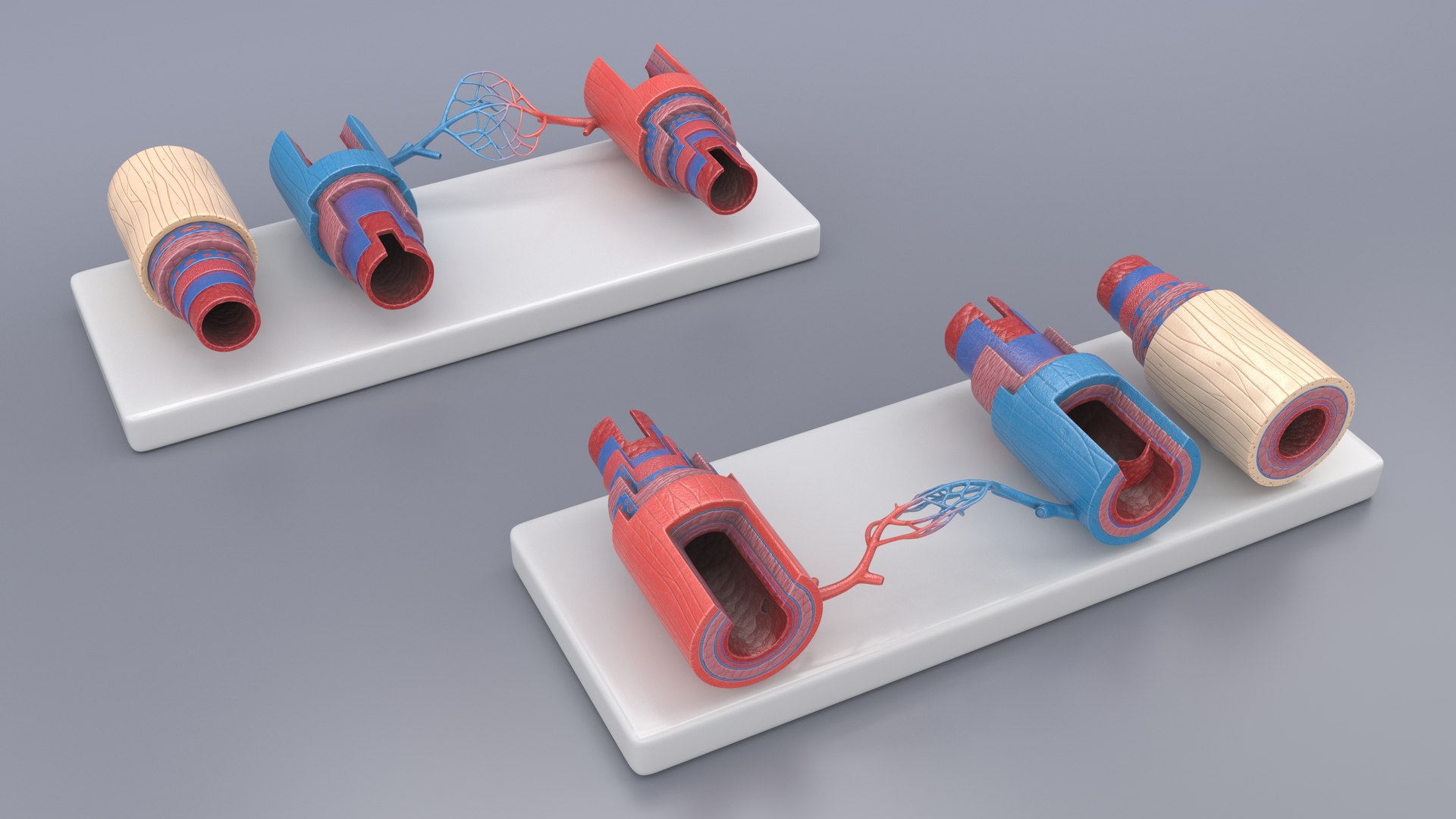 Model of Blood Vessels and Artery in Section 3D model https://p.turbosquid.com/ts-thumb/bO/nqMIDv/gd/model_of_blood_vessels_and_artery_in_section_004/jpg/1744039335/1920x1080/fit_q87/73893667e6fe27b9c437031eb7ea27eb6b6e61c5/model_of_blood_vessels_and_artery_in_section_004.jpg