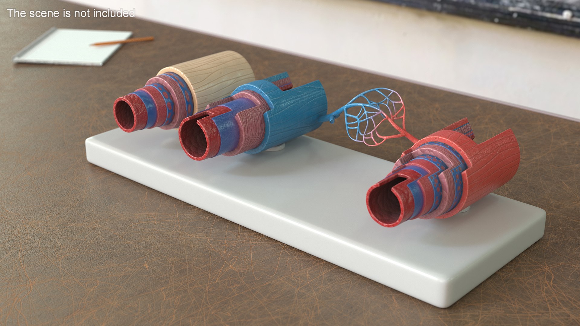 Model of Blood Vessels and Artery in Section 3D model https://p.turbosquid.com/ts-thumb/bO/nqMIDv/lu/model_of_blood_vessels_and_artery_in_section_003/jpg/1744039330/1920x1080/fit_q87/b31030fda67480c60c117dbacdda2c40351efbc0/model_of_blood_vessels_and_artery_in_section_003.jpg