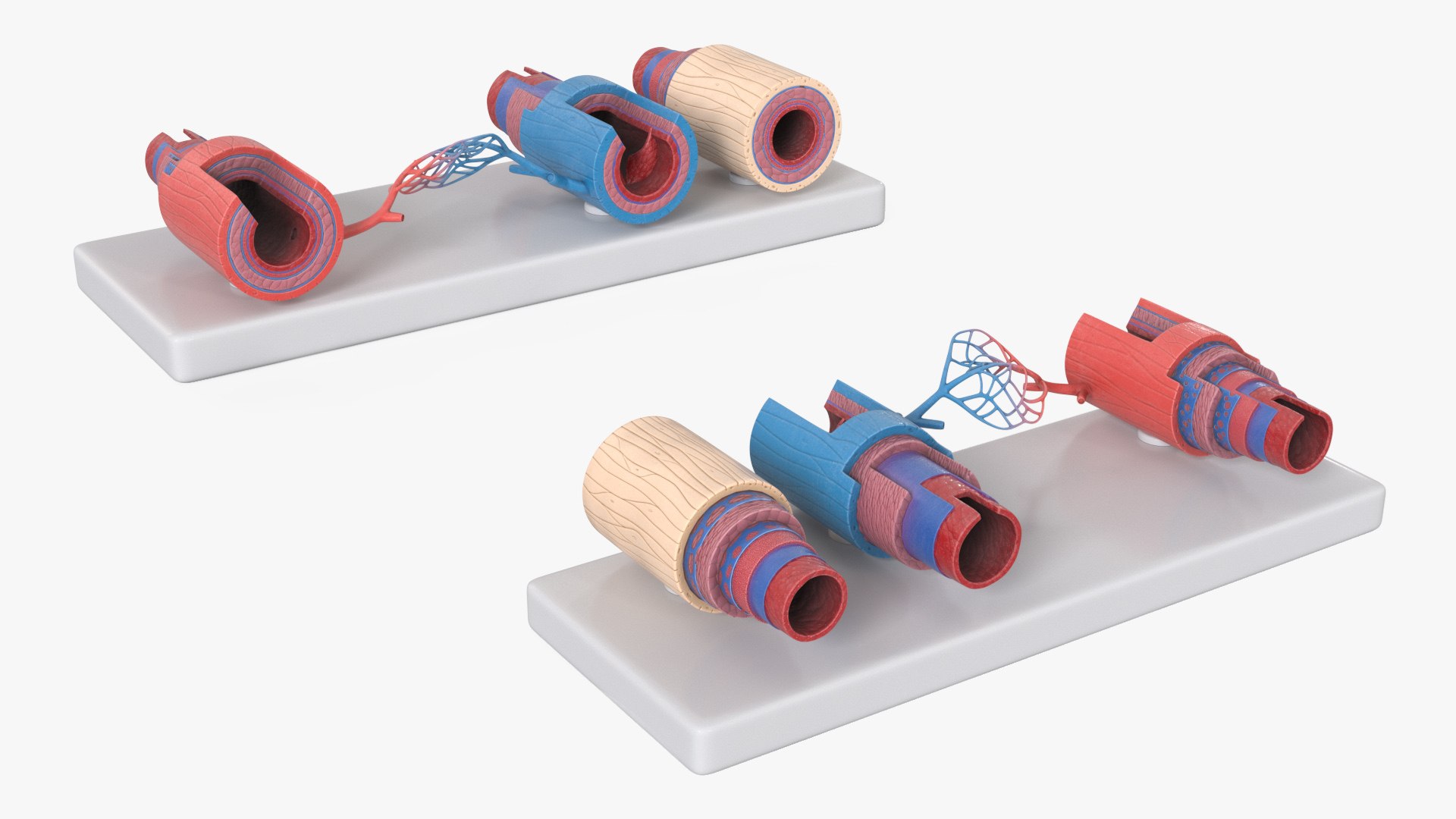 Model of Blood Vessels and Artery in Section 3D model https://p.turbosquid.com/ts-thumb/bO/nqMIDv/o7/model_of_blood_vessels_and_artery_in_section_002/jpg/1744039017/1920x1080/fit_q87/5cd49825213bf86886d7afcef25d2448a4860550/model_of_blood_vessels_and_artery_in_section_002.jpg