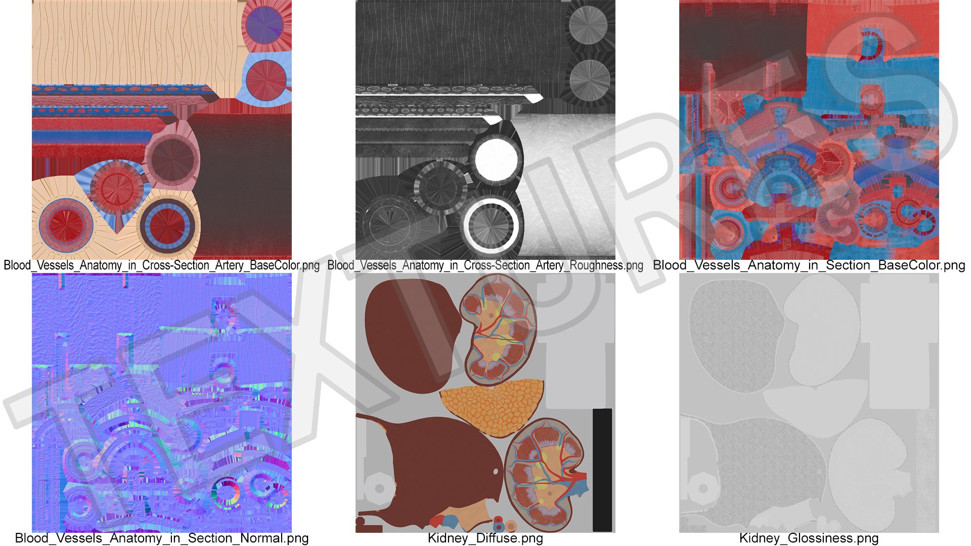 Model of Blood Vessels and Artery in Section 3D model https://p.turbosquid.com/ts-thumb/bO/nqMIDv/vH/model_of_blood_vessels_and_artery_in_section_013/jpg/1744039375/1920x1080/fit_q87/28df0209d9f8d6e85c7923592f1a17926434573c/model_of_blood_vessels_and_artery_in_section_013.jpg