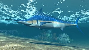 Marlin