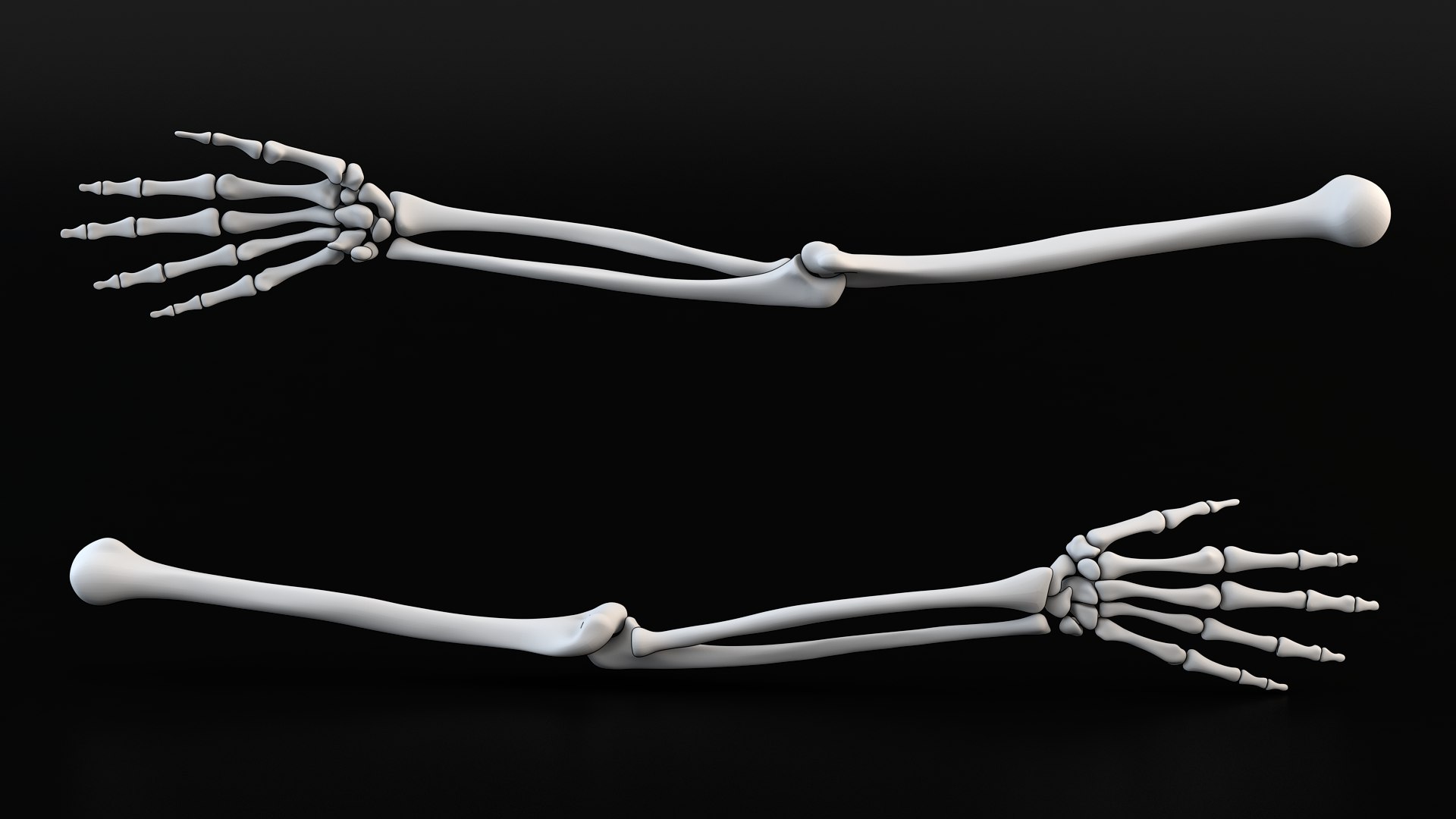 3D Skeleton Arm - TurboSquid 2297772