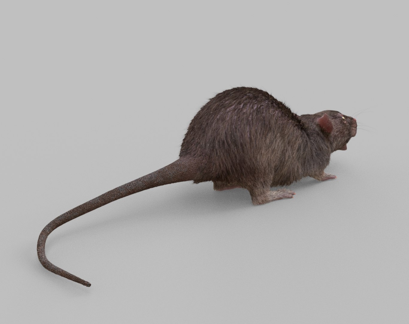 Rat Rig 3D - TurboSquid 1368176