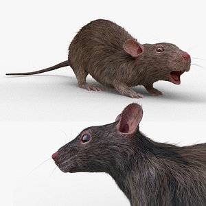 rat RIGGED FUR