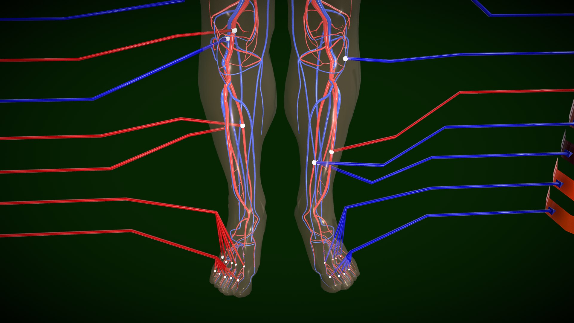 Circulatory System Human Anatomy 3D https://p.turbosquid.com/ts-thumb/bO/yZTpPG/2Z/circulatorysystemhumananatomybysrikanthchandanala8/png/1700717069/1920x1080/fit_q87/e1d10daa4766c532a1c2102dc406d70f96a5baab/circulatorysystemhumananatomybysrikanthchandanala8.jpg