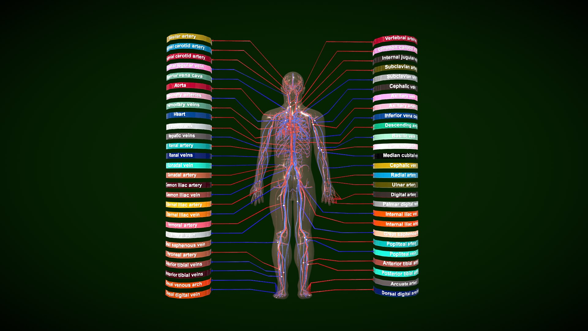 Circulatory System Human Anatomy 3D https://p.turbosquid.com/ts-thumb/bO/yZTpPG/V5/circulatorysystemhumananatomybysrikanthchandanala2/png/1700717062/1920x1080/fit_q87/ccd63d2257cfff0075125dd8088e33c56ad81d0b/circulatorysystemhumananatomybysrikanthchandanala2.jpg