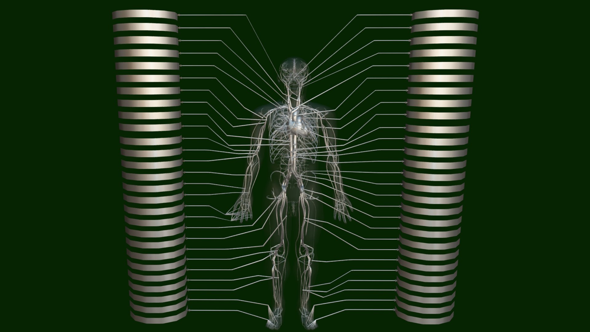Circulatory System Human Anatomy 3D https://p.turbosquid.com/ts-thumb/bO/yZTpPG/ji/circulatorysystemhumananatomybysrikanthchandanala9/png/1700717072/1920x1080/fit_q87/c386db0f290259e154587acd7b71dbd84d2a7a8e/circulatorysystemhumananatomybysrikanthchandanala9.jpg